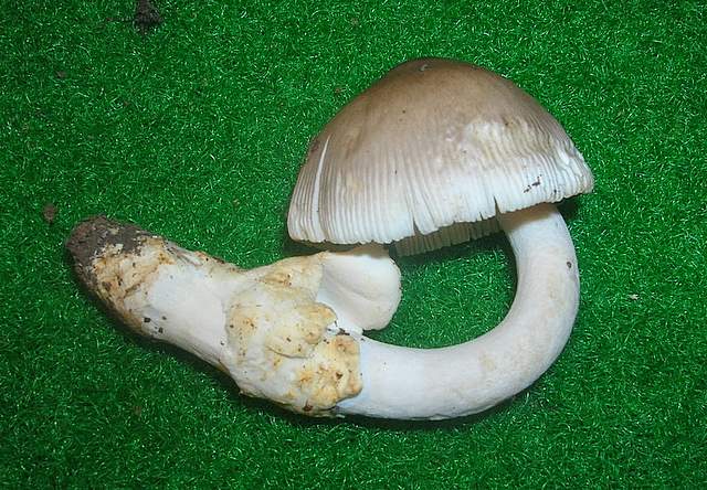 Amanita spec. Cod.: 4748-07